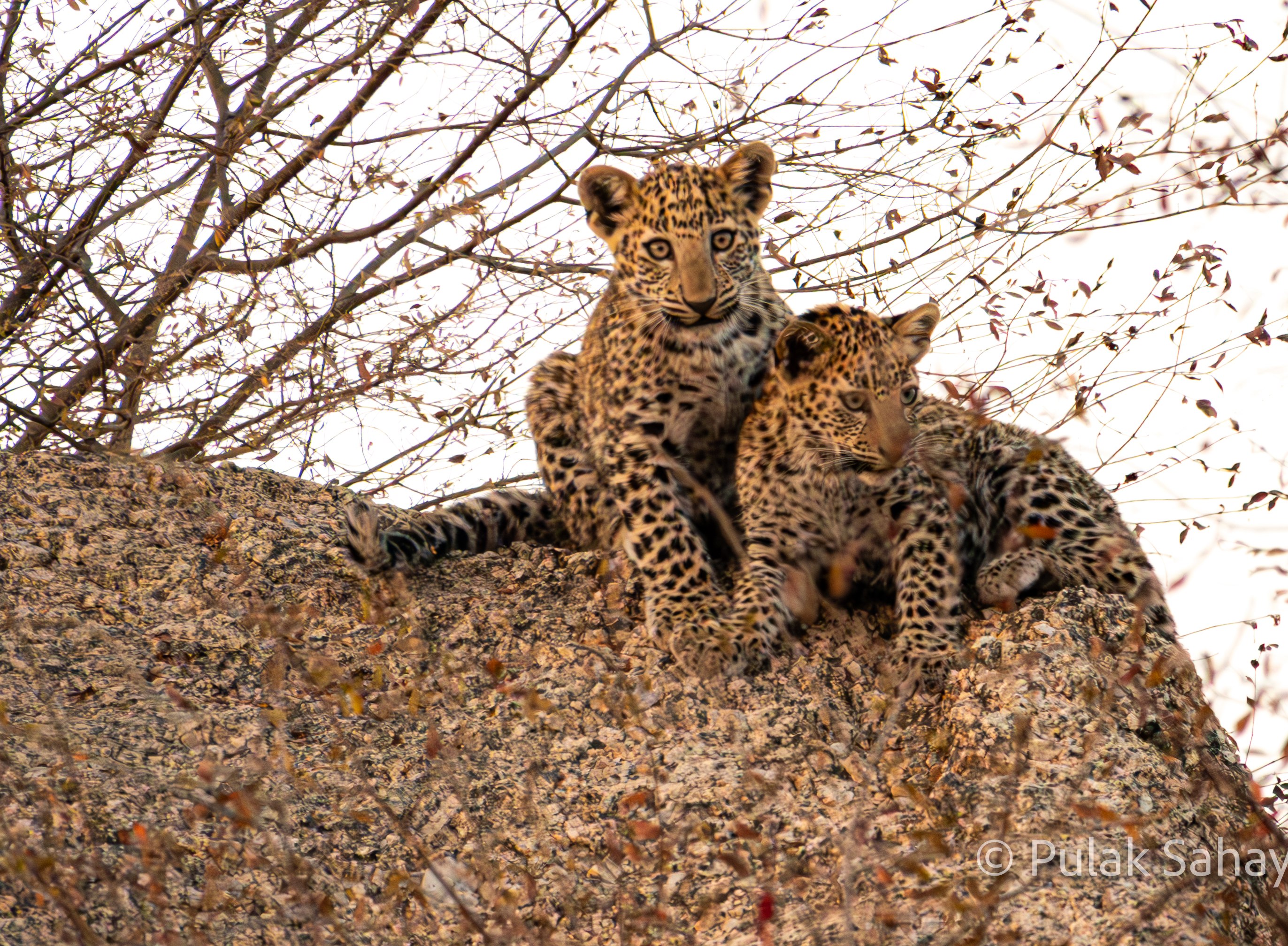 Bigger cub stares ahead
